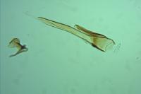 Teleiodes vulgella