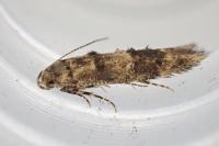 Sorhagenia rhamniella