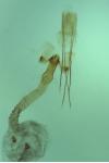 Sorhagenia rhamniella