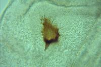 Sorhagenia rhamniella
