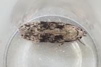 Carpatolechia fugitivella