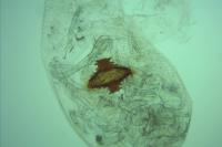 Carpatolechia fugitivella