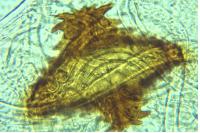 Carpatolechia fugitivella