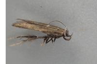 Monochroa tenebrella