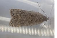 Anacampsis populella
