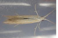 Coleophora currucipennella
