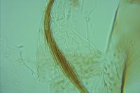 Coleophora currucipennella