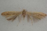 Coleophora flavipennella