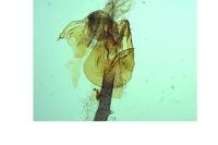 Coleophora flavipennella