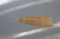 Coleophora lutipennella