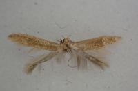Coleophora lutipennella
