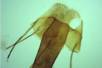 Coleophora lutipennella