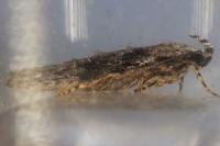 Carpatolechia fugitivella