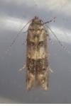 Sorhagenia rhamniella