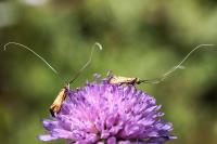 Nemophora metallica