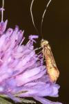 Nemophora metallica