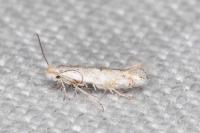Bucculatrix helichrysella