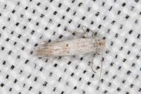 Bucculatrix helichrysella