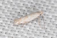 Bucculatrix helichrysella