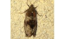 Pseudosciaphila branderiana