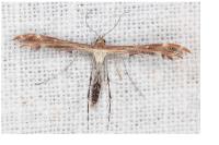 Oxyptilus distans