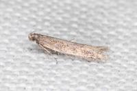 Athrips thymifoliella