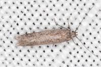 Athrips thymifoliella
