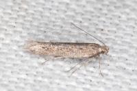 Athrips thymifoliella