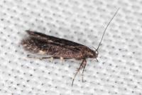 Oxypteryx immaculatella