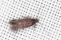 Oxypteryx immaculatella