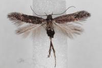 Oxypteryx immaculatella