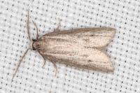 Ditula joannisiana