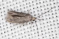 Urodeta hibernella