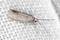 Urodeta hibernella