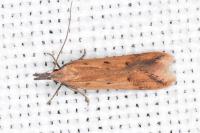 Dichomeris acuminata