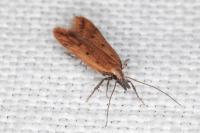 Dichomeris acuminata