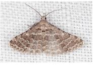 Alucita palodactyla