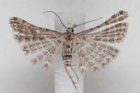 Alucita palodactyla