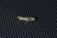 Ypsolopha parenthesella