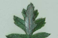 Phyllonorycter corylifoliella