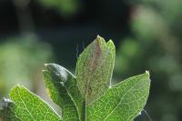 Phyllonorycter corylifoliella