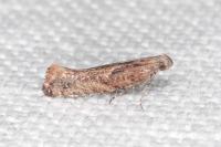 Acrolepiopsis vesperella