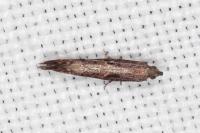 Acrolepiopsis vesperella