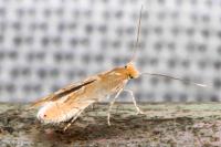 Phyllonorycter messaniella