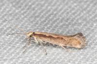 Plutella xylostella