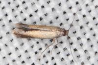 Coptotriche marginea