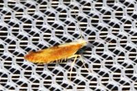 Argyresthia albistria