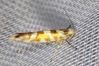 Argyresthia goedartella