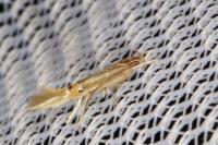 Cosmopterix lienigiella