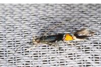 Cosmopterix orichalcea